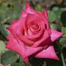 Nottingham Lady rose photo
