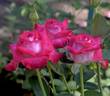 Nottingham Lady rose photo