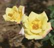 Calypso Sun rose photo