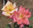 Calypso Sun rose photo