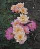 Calypso Sun rose photo