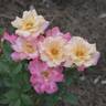 Calypso Sun rose photo