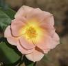 Carol's Obsession rose photo