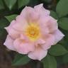 Carol's Obsession rose photo