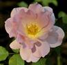 Carol's Obsession rose photo