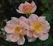 Carol's Obsession rose photo