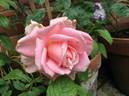 Eterna Giovinezza rose photo