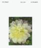 BFCCDEL clematis photo