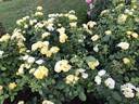 Walking On Sunshine rose photo