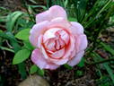 April In Paris ™ rose photo