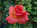 Beautiful Britain rose photo