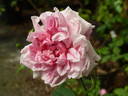 Standing Rock rose photo