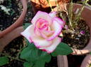 Raspberry Swirls rose photo