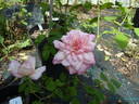Souvenir du rosiériste Rambaux rose photo