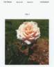GRAsalm rose photo