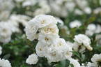 Alba Meidiland ™ rose photo
