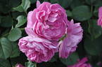 Allegro rose photo