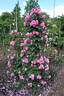 Allegro rose photo