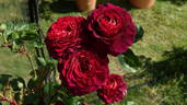 Christian Tetedoie ® rose photo