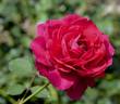 15001 Princess Alexandra Of Kent Seedling rose photo