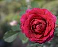 15001 Princess Alexandra Of Kent Seedling rose photo