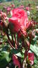 Day Dream rose photo