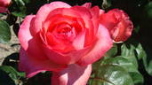Day Dream rose photo