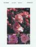 SPRochoose rose photo