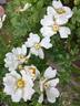 R. maximowicziana rose photo