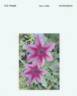 C. 'Passion Plum' clematis photo