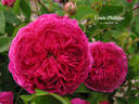 Louis Philippe rose photo