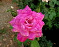 Smooth Ballerina ™ rose photo