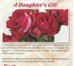 A Daughter's Gift rose photo