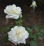 13131 Marie Van Houtte Seedling rose photo