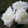 13082 Arthur of Newberry rose photo