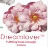 Dreamlover rose photo