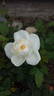 White Heritage rose photo