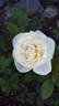White Heritage rose photo