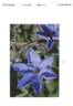 UNAI 009 clematis photo