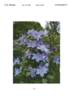 UNAI 009 clematis photo