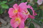 Beauregard rose photo
