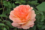 Belvedere® rose photo