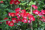 Brindis rose photo