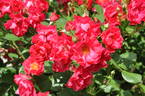 Burghausen ® rose photo