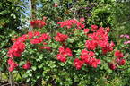 Burghausen ® rose photo