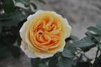 Candlelight ™ (hybrid tea, Swim rose photo