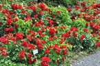 CentrO-Rose rose photo