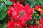 Chimo ® rose photo