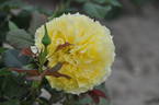 China Girl rose photo