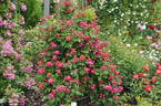 Daisy Brasileir rose photo